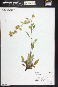 Phacelia heterophylla image