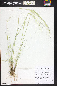 Hesperostipa comata image