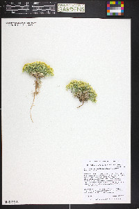 Physaria subumbellata image