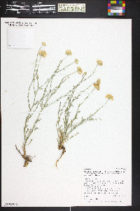 Xanthisma spinulosum var. paradoxum image