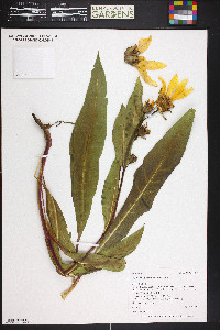 Wyethia amplexicaulis image