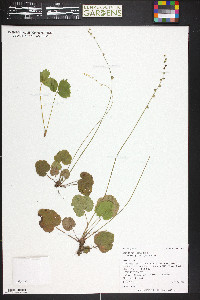 Mitella stauropetala var. stenopetala image