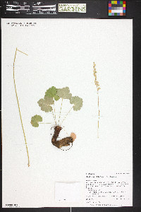 Heuchera parvifolia image