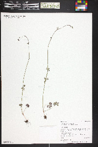 Lithophragma glabrum image