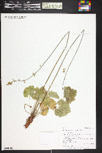 Heuchera parvifolia image