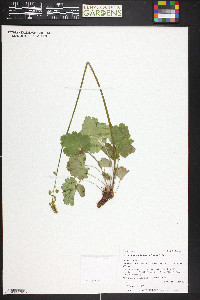 Heuchera parvifolia image