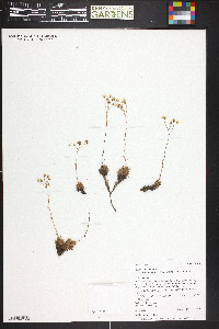 Saxifraga bronchialis var. austromontana image