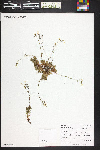 Saxifraga bronchialis image