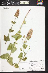 Agastache urticifolia image