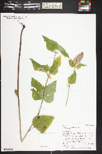 Agastache urticifolia image