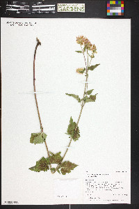 Agastache urticifolia image