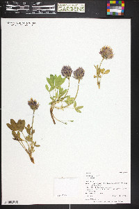 Trifolium parryi var. parryi image