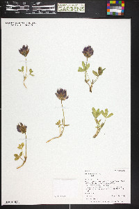 Trifolium parryi var. parryi image