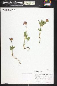 Trifolium kingii var. kingii image