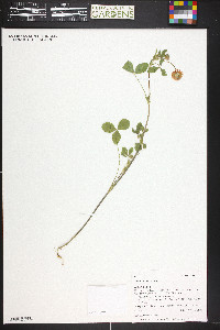 Trifolium hybridum image