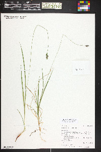 Carex stevenii image