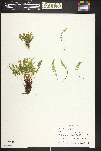 Asplenium viride image