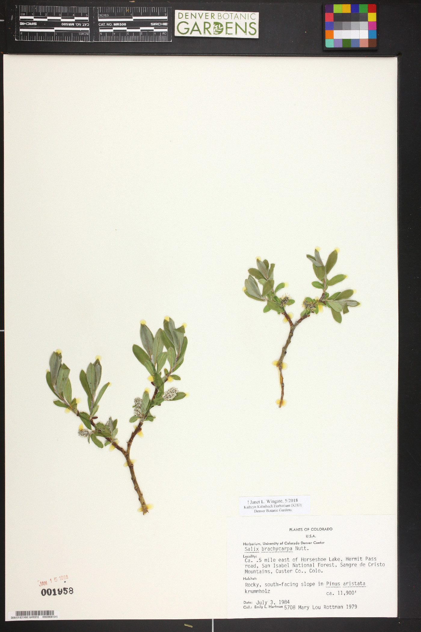 Salix brachycarpa image