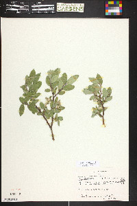 Salix brachycarpa image