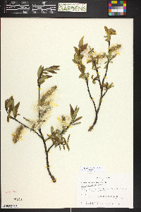 Salix planifolia image