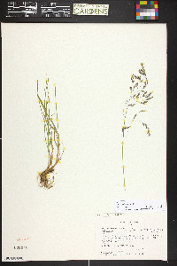 Poa arctica subsp. grayana image