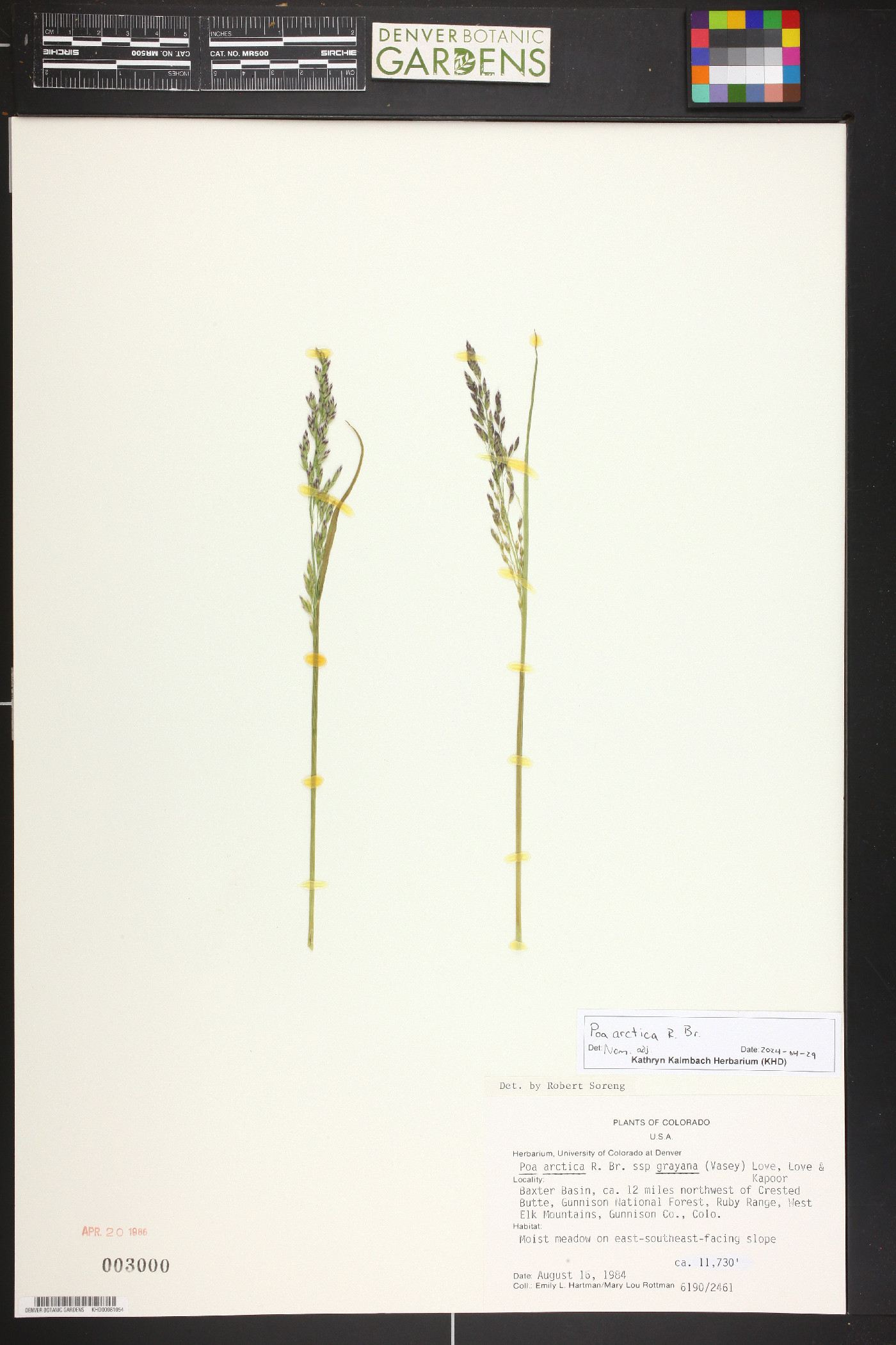 Poa arctica subsp. grayana image