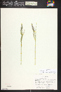 Poa arctica image