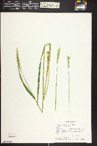 Elymus glaucus image