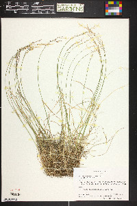 Poa nemoralis image