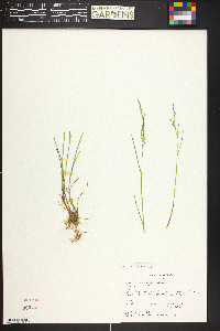 Poa nemoralis image