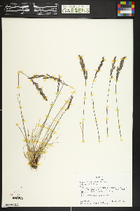 Poa cusickii image