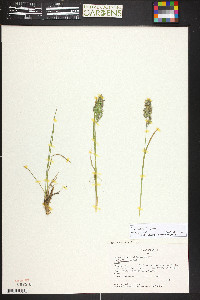 Poa cusickii image