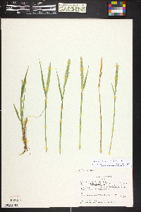 Elymus scribneri image