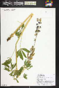 Lupinus polyphyllus image