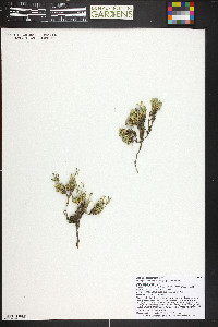 Draba oligosperma image