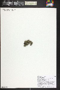Kelseya uniflora image