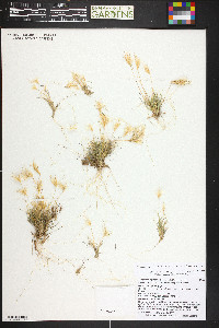 Munroa pulchella image