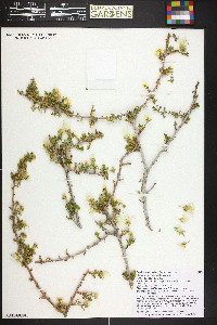 Purshia stansburyana image
