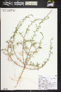 Salsola tragus image
