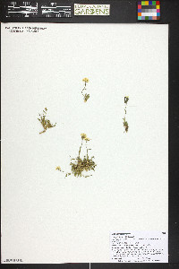 Draba streptobrachia image
