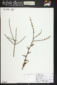 Phoradendron californicum image