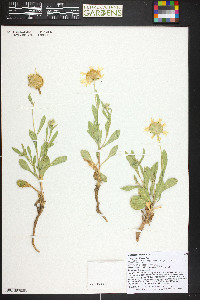 Gaillardia spathulata image