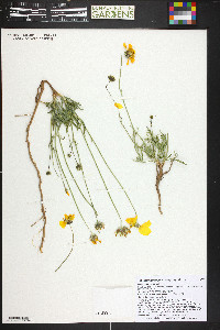 Thelesperma subnudum image