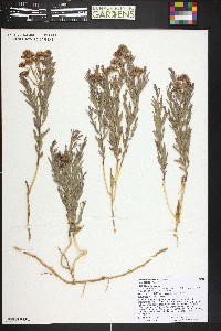 Comandra umbellata subsp. pallida image