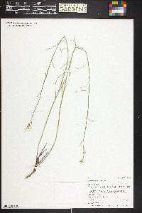 Sisymbrium linifolium image