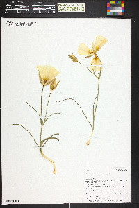 Calochortus nuttallii image