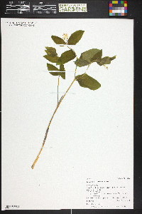 Prosartes trachycarpa image