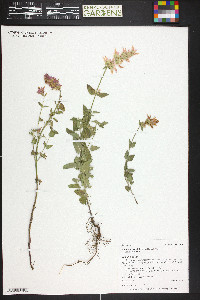 Agastache pallidiflora image