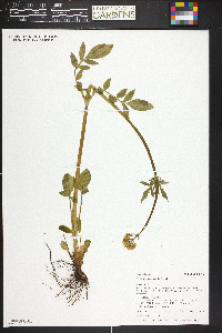 Valeriana occidentalis image