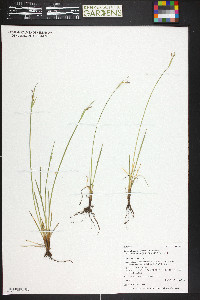 Sisyrinchium idahoense image